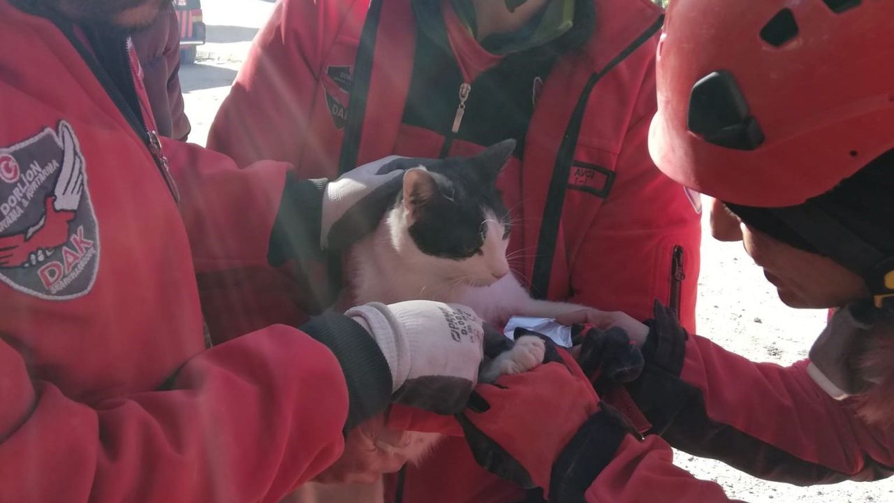 Eskişehir ekibi hamile kediyi de kurtardı