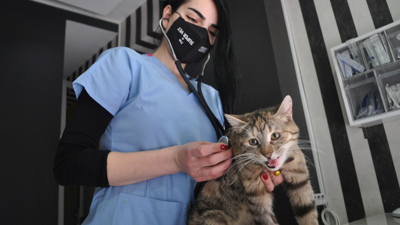 F.İ.P Hastalığı Kedilerin Sağlığını Tehdit Ediyor
