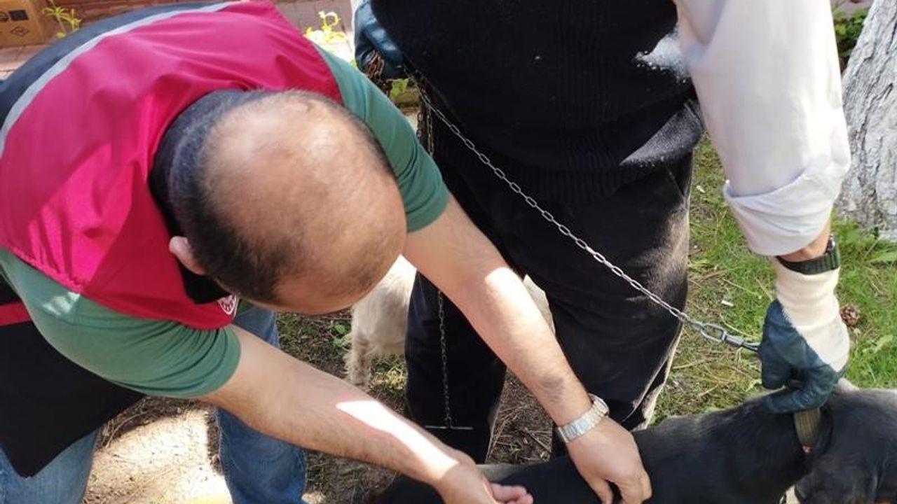 Kuduz Hastalığına Karşı Eskişehir’de 11 Bin Kedi Ve Köpek Aşılandı
