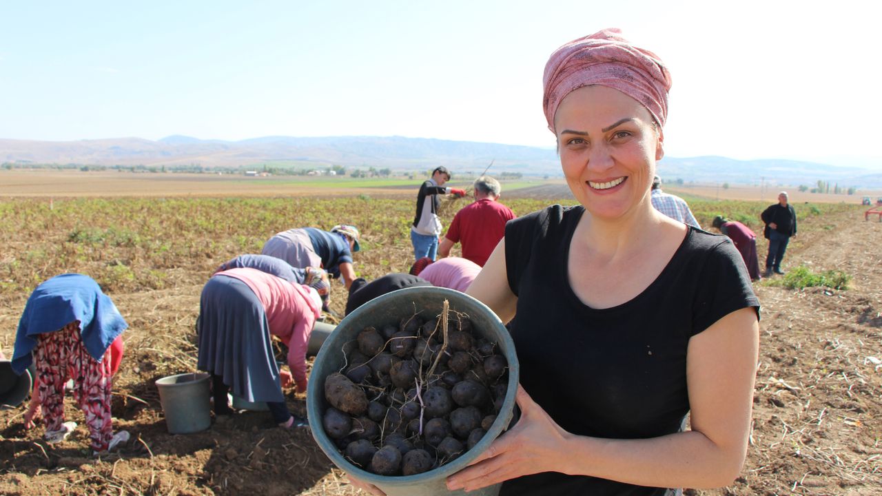 Avrupalı Kadınların Gözdesi Mor Patatesin Üretimi Anadolu’ya Yayılıyor