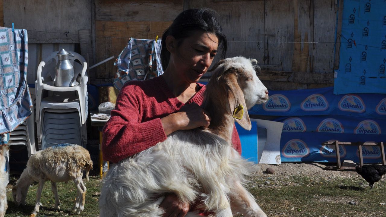 Anne Şefkatiyle 60 Adet Hayvanla Kendi Başına İlgileniyor