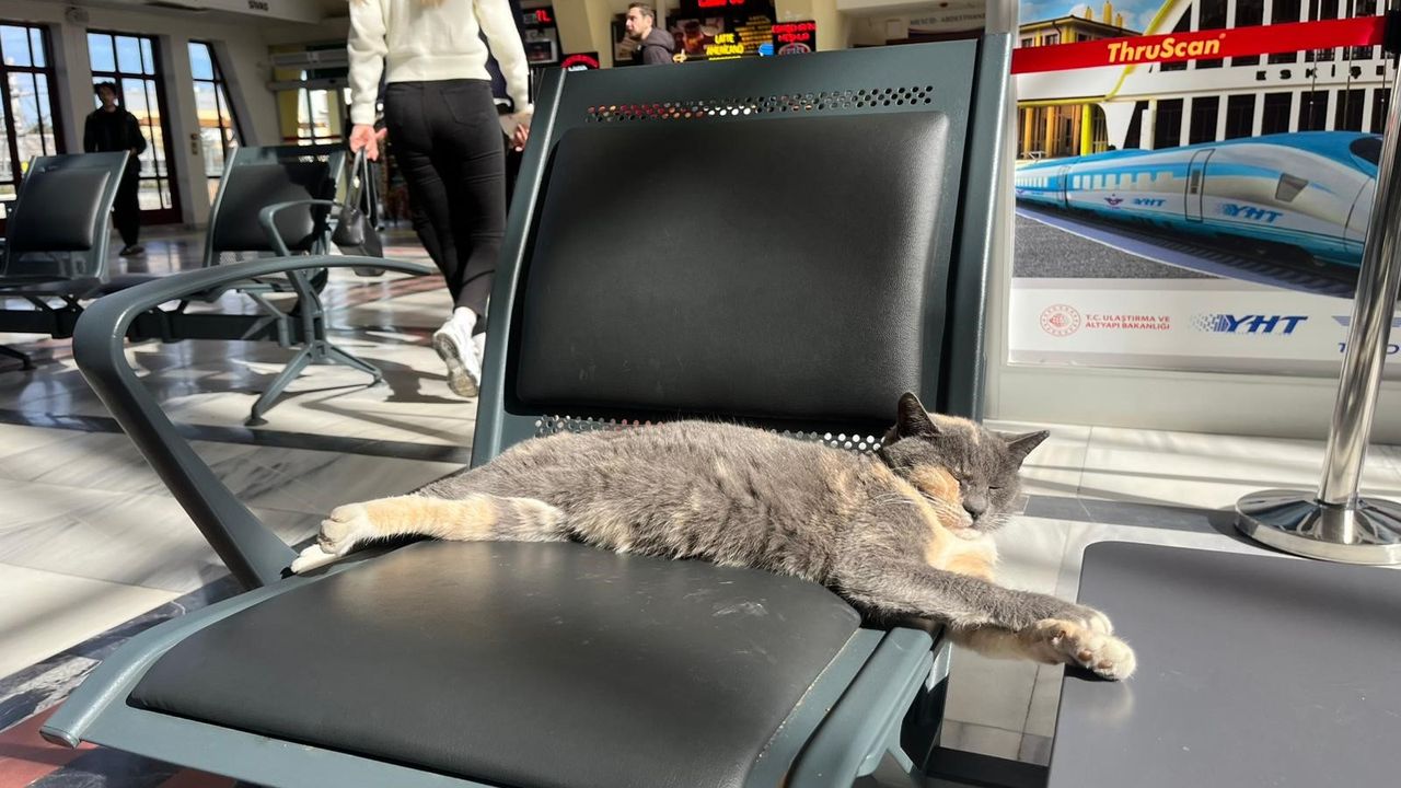Soğuktan Kaçan Kedi Gar Yolcularını Gülümsetti