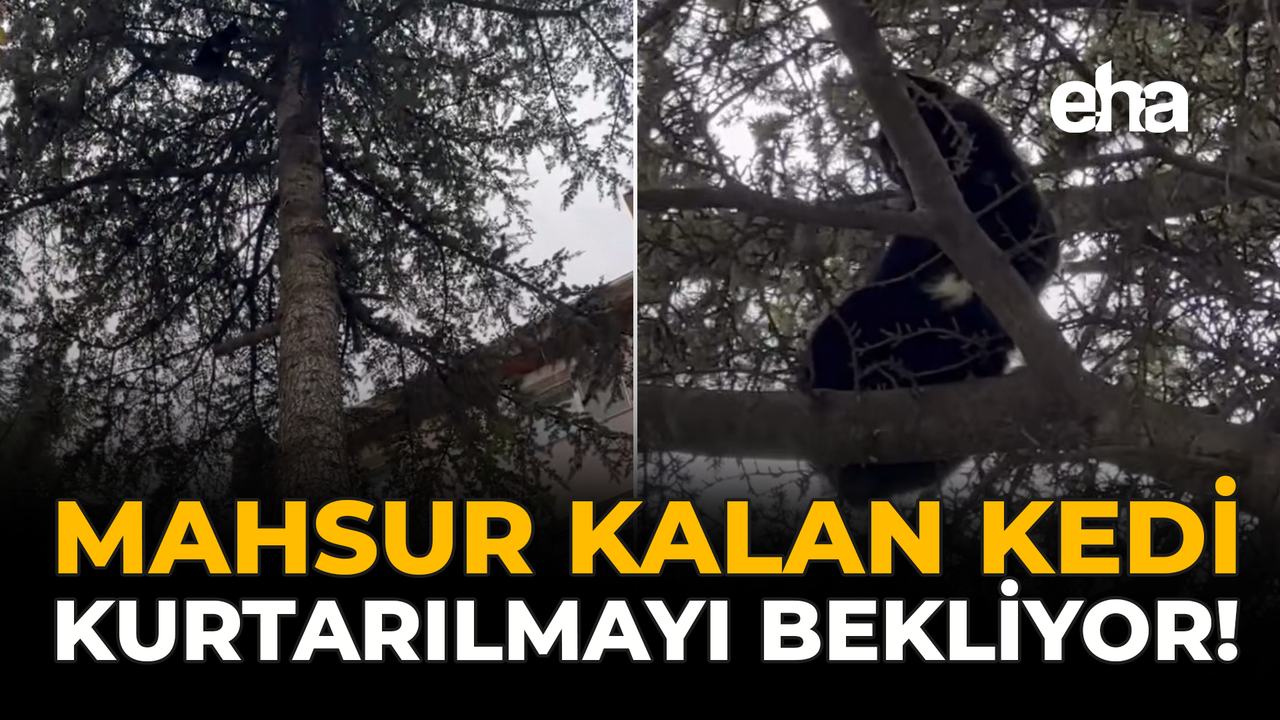 Mahsur Kalan Kedi Kurtarılmayı Bekliyor!