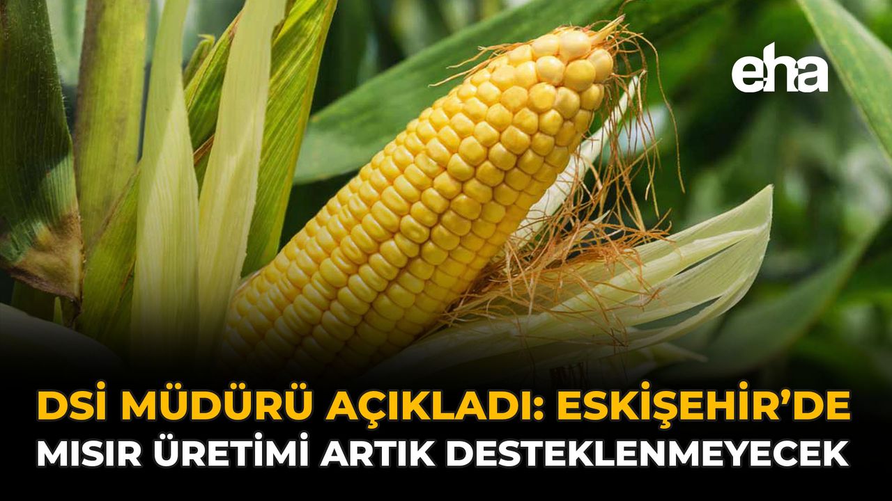 DSİ Müdürü Açıkladı: Eskişehir’de Mısır Üretimi Artık Desteklenmeyecek