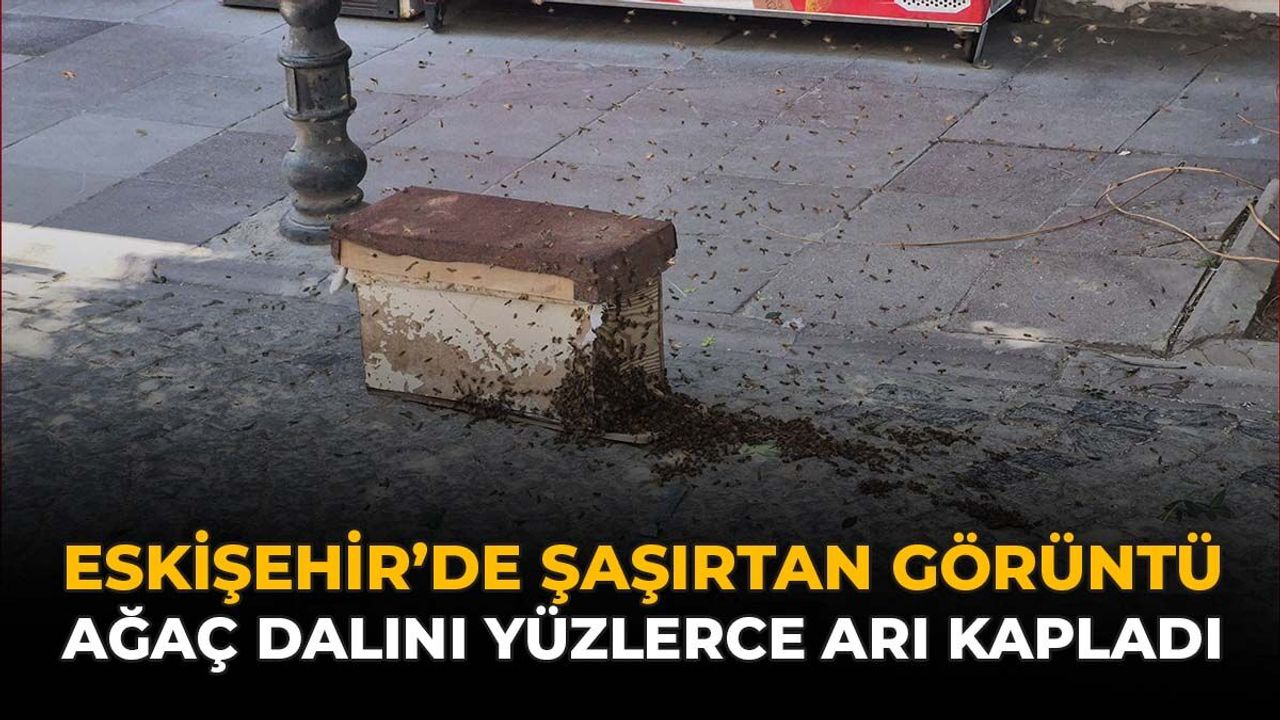 Eskişehir'de Şaşırtan Görüntü: Ağaç Dalını Yüzlerce Arı Kapl