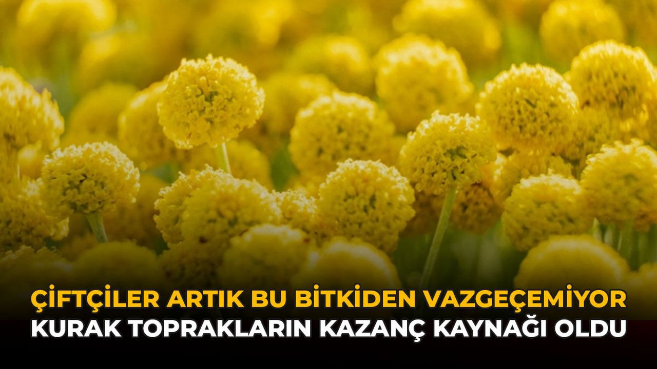 Çiftçiler Artık Bu Bitkiden Vazgeçemiyor: Kurak To