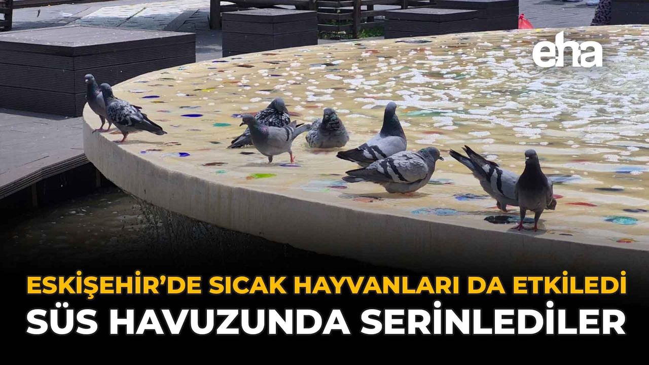 Eskişehir'de Sıcak Hayvanları da Etkiledi: Süs Havuzunda Ser