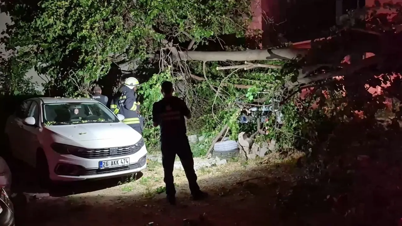 Eskişehir'de Dut Ağacı İkiye Ayrıldı: 2 Araç Altında Kaldı