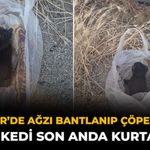 Eskişehir’de Ağzı Bantlanıp Çöpe Atılan Yavru Kedi Son Anda Kurtarıldı