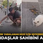 Eskişehir'de Yaralanan Kedi İçin Seferber Oldular: Vatandaşlar Sahibini Aranıyor