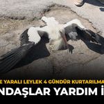 Eskişehir'de Yaralı Leylek 4 Gündür Kurtarılmayı Bekliyor: Vatandaşlar Yardım İstedi