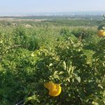 Tarlada 10 Liraya Satılıyor: Rafa Gelene Kadar Olan Oldu