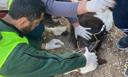 Adıyaman’da enkaz altında kalan 2 buzağı, 13’üncü günde sağ olarak çıkarıldı