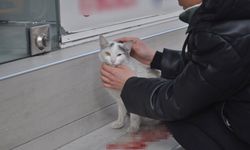 Süratli sürücünün çarptığı kediye öğrenciler sahip çıktı