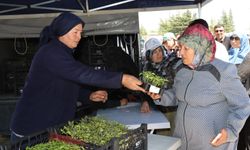 Yunus'un Diyarında Fidelere Büyük İlgi