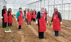 Kadın Çiftçiler Hibe Edilen Serada Üretime Başladı