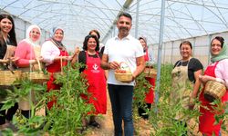Sivrihisarlı Kadınlar İlk Domates Hasadını Gerçekleştirdi