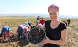 Avrupalı Kadınların Gözdesi Mor Patatesin Üretimi Anadolu’ya Yayılıyor