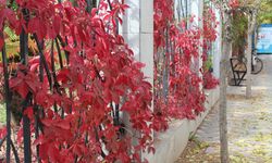 Eskişehir’de Renkli Yaprakların Uyumlu Görüntüsü Dikkat Çekiyor