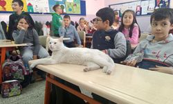 Okullu Kedi Çakıl 6 Yıldır Öğrencilerle Birlikte Derslere Giriyor