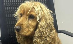 Çalınan Köpek İçin Harekete Geçen Polis İki Şüpheliyi Yakaladı