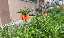 Nadir Çiçek Türü Eskişehir'de Bir Bahçede Görüldü