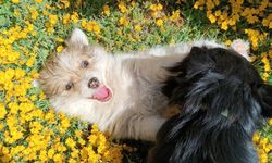 Baharı Müjdeleyen Sevimli Köpekler Gülümsetti
