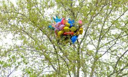 Uçan Balonlar Ağaca Takıldı