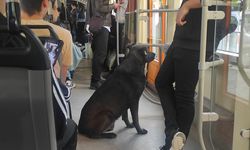 Köpeğin Tramvay Seyahati İlgi Çekti