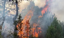 Mihalıççık'da Orman Yangını Çıktı