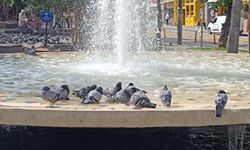 Güvercinler Sıcağa 'Havuz' ile Çözüm Buldu