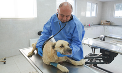 Üstünden Canice Geçilen Köpeğin Tedavisi Sürüyor