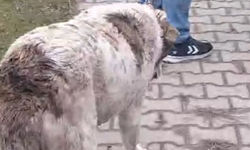 Yaralı Köpeğe Yardım İçin Tüm Trafik Durdu