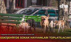 Eskişehir'de Sokak Hayvanları Toplatılacak!