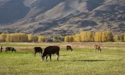 Eskişehir'de O Projeye Rekor Başvuru