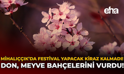Mihalıççık’ta Festival Yapacak Kiraz Kalmadı: Don, Meyve Bahçelerini Vurdu!