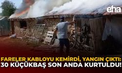 Fareler Kabloyu Kemirdi, Yangın Çıktı: 30 Küçükbaş Son Anda Kurtuldu!