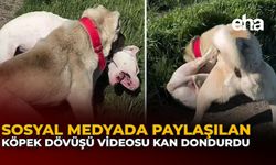 Sosyal Medyada Paylaşılan Köpek Dövüşü Videosu Kan Dondurdu