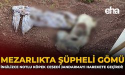 Mezarlıkta Şüpheli Gömü: İngilizce Notlu Köpek Cesedi Jandarmayı Harekete Geçirdi!