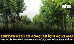 EBB'den Kesilen Ağaçlar İçin Açıklama: "Ekolojik Ömrünü Tamamlamış Ağaçlara Müdahale Edildi"
