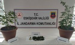 Eskişehir’de Balkonunda Kenevir Yetiştiren Şahıs Yakalandı!