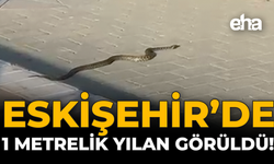 Eskişehir’de 1 Metrelik Yılan Görüldü!
