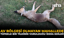 Av Bölgesi Olmayan Mahallede, Tüfekle Bir Tilkinin Vurulduğu İddia Edildi!