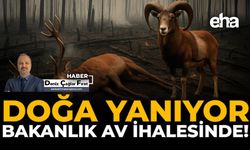 Doğa Yanıyor, Bakanlık Av İhalesinde