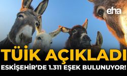 TÜİK Açıkladı: Eskişehir’de 1.311 Eşek Bulunuyor!
