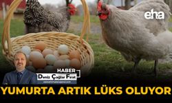 Yumurta Artık Lüks Oluyor