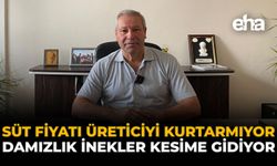 Süt Fiyatı Üreticiyi Kurtarmıyor, Damızlık İnekler Kesime Gidiyor