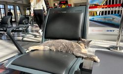 Soğuktan Kaçan Kedi Gar Yolcularını Gülümsetti
