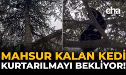 Mahsur Kalan Kedi Kurtarılmayı Bekliyor!