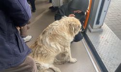 Tramvayın Sevimli Yolcusu: Köpekle Çocuğun Sıcacık Anları Gülümsetti!